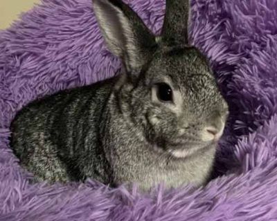 Willow (rabbit) - Chinchilla, Standard Female for Adoption