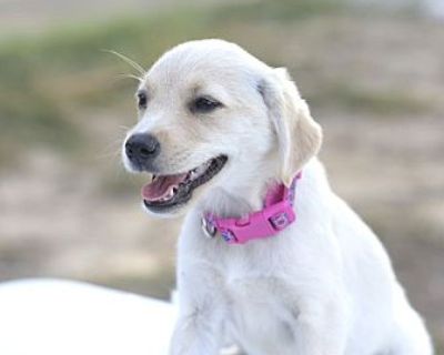 Blossom - Golden Retriever Female Puppy for Adoption