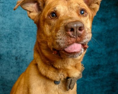 Frankie - Labrador Retriever & Pit Bull Terrier Mix Male Dog for Adoption