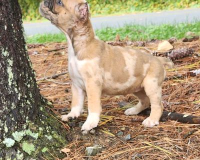 Meraki Cane Corso