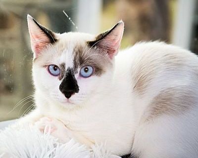 Hanwi - Siamese Female Cat for Adoption