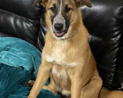 Moxie - Anatolian Shepherd Female Dog for Adoption