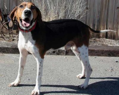 Luther - Treeing Walker Coonhound Male Dog for Adoption