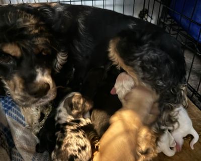 4 Male and 3 Female Cocker Spaniel Puppies for Sale