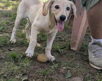 Juliet - Labrador Retriever Female Puppy for Adoption