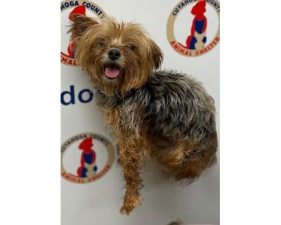 Hush Puppies - Yorkie, Yorkshire Terrier/Mixed Breed (Medium) Mix Female Dog for Adoption