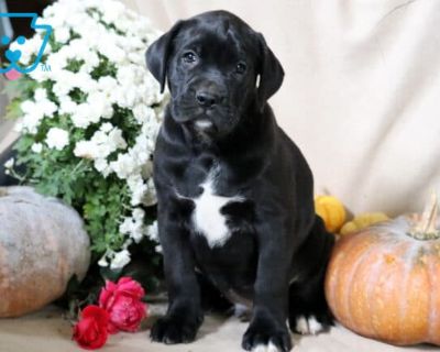 Boss - Male Boxador Puppy for Sale