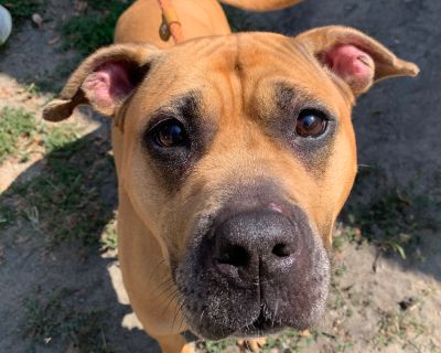 TeeTee - Mastiff Female Dog for Adoption