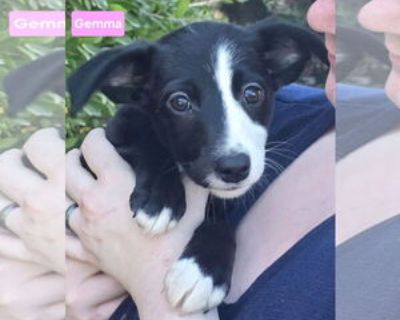 Baby * Location Alexander, AR, 72002 USA USA *. Dog Breed: Border Collie / Beagle / Mixed. PLEASE NOTE! Unless stated otherwise, our dogs and puppies are located in Arkansas, and transported to the north/northeast once adopted. We do occasionally have dogs/puppies placed in foster homes in the north/northeast. In the cases where the pet is somewhere other than Arkansas, it will be noted beside ...