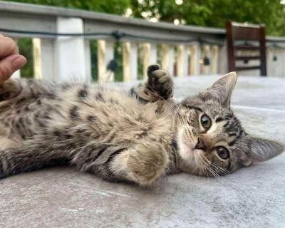 Guppy - Domestic Shorthair Female Kitten for Adoption