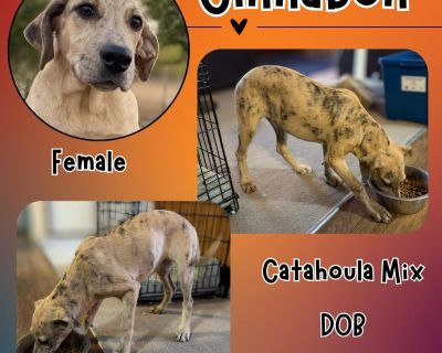 Cinnabon: The Sweetest Catahoula Puppy! Prepare to be completely smitten by Cinnabon, an extremely affectionate Catahoula Leopard Dog puppy! This girl has absolutely mastered the art of the permanent puppy-dog eyes the kind that will instantly turn you into mush and make you want to love on her all day long. If you're looking for a dog that just wants to be part of the action, Cinnabon is your ...