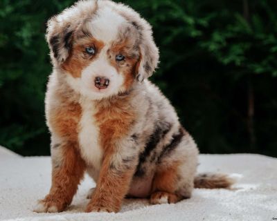 Sweetie - 7 Weeks Female Mini Bernedoodle Puppy for Sale