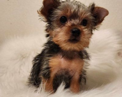 3  AKC Yorkie puppies available for adoption