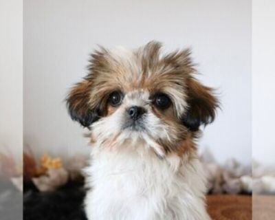 Poppy - Female Shih Tzu Puppy for Sale