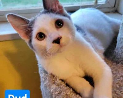 Dud - Domestic Shorthair Male Cat for Adoption