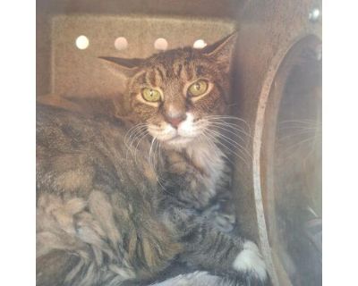 Tom - Domestic Longhair Male Cat for Adoption