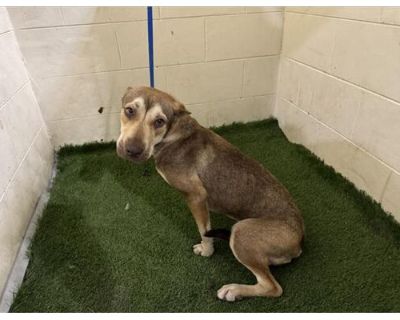 A1206417 - Hound (Unknown Type) Female Dog for Adoption