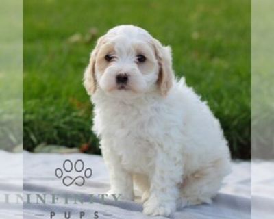 Denny - Male Maltipoo Puppy for Sale