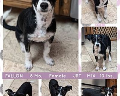 FALLON - Jack Russell Terrier Female Puppy for Adoption