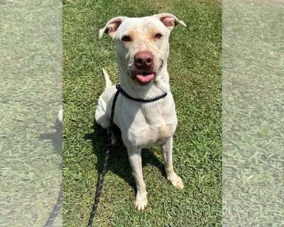 Brock - American Pit Bull Terrier-Labrador Retriever Mix Male Adult Dog for Adoption