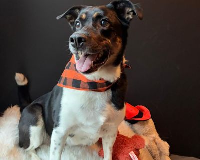 Rascal - Australian Cattle Dog / Blue Heeler Mix Male Dog for Adoption