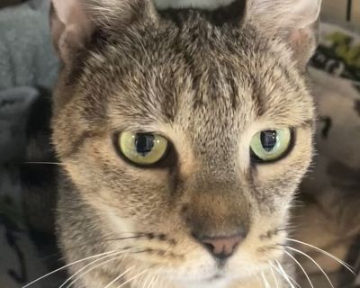 MS. JASMINE - Abyssinian Female Cat for Adoption