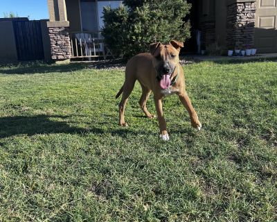 Wren - Australian Cattle Dog / Blue Heeler Mix Male Dog for Adoption