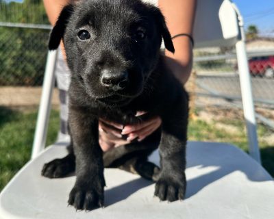 4 Male and 1 Female Belgian Malinois Puppies for Sale