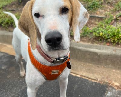 Emmy - Hound Mix Female Dog for Adoption