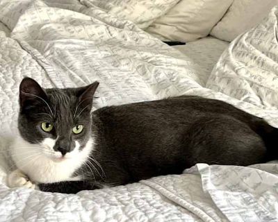 Wyatt - Domestic Shorthair Female Cat for Adoption