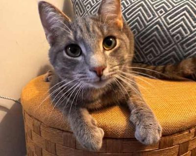 E&B: Ernie - Domestic Shorthair Male Cat for Adoption