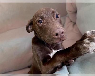 CHOP - Labrador Retriever Mix Male Puppy for Adoption