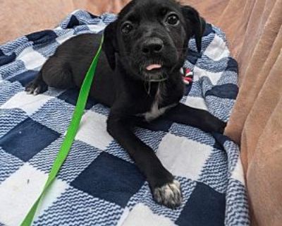 Gidget - Mixed Breed (Medium) Female Puppy for Adoption