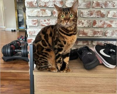 Nala - Female Kitten Bengal for Adoption