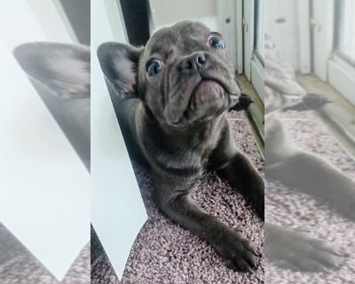 Cleopatra - French Bulldog Female Puppy for Adoption