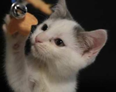 sib:hawk, hudson Meet Harmony the fearless little leader of the pack! This super-soft sweetheart is friendly and adventurous. Harmony is outgoing, energetic, and always ready to explore every perch she can climb. During her zoomies, she lets out the cutest little chirps it s impossible not to smile when she s around. Harmony adores other cats and fits right in with feline friends, but she d pre...