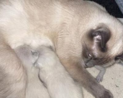 Household pet. Not registered. I have 2 beautiful blue point Siamese kittens ! 1 male 1 female. They will be ready for their forever homes the first week of December. My kittens are raised in a home with young children. They are well handled and are very playful but very loving and cuddly. I own both father and mother cat.