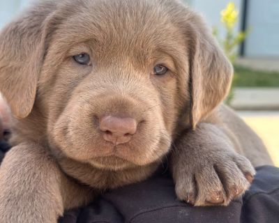 Labrador Retriever Puppy
