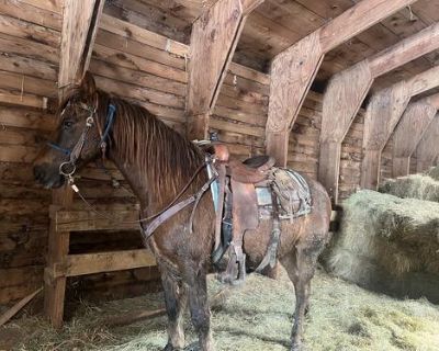 17 yr old Tennessee walker geldingBroke to ride and broke to pull a cart. Use him