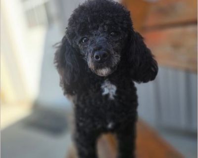 Archie - Male Puppy Poodle for Adoption