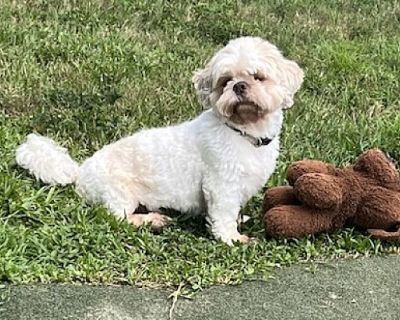 Little Benjamin!! - Shih Tzu Female Dog for Adoption