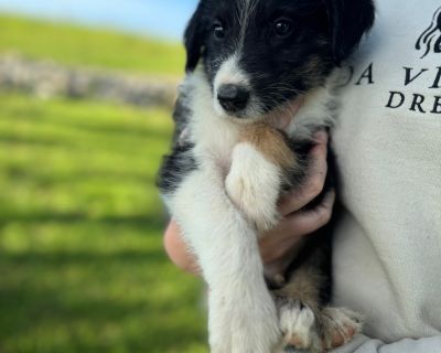 Darcy - Border Collie Mix Male Puppy for Adoption