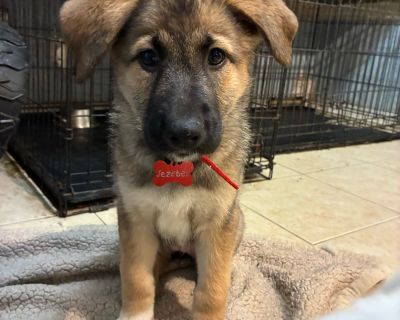 Health Vaccinations up to date, spayed / neutered.. Puppy Female Large Sable