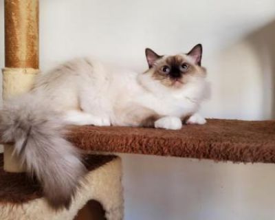 Cleopatra - Ragdoll Female Kitten For Sale