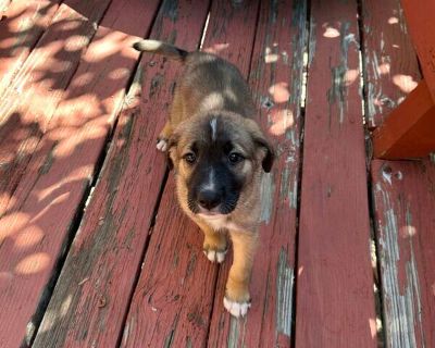 YOGI - German Shepherd Dog-Siberian Husky Mix Male Adult Dog for Adoption