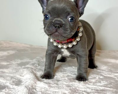 2 Male and 2 Female French Bulldog Puppies for Sale