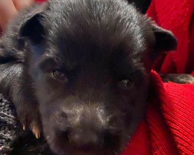 Our Wolfdog has had her first litter after 7 years. This shall be the only litter as we wanted her amazing genes to go on and are keeping one pup. We have five beautiful and healthy pups, it looks like 4 males and one female available. They are all mostly black with small amounts of white. 

The Mother is the wolfdog and she came from a local pack that has been breeding them for over two decade...