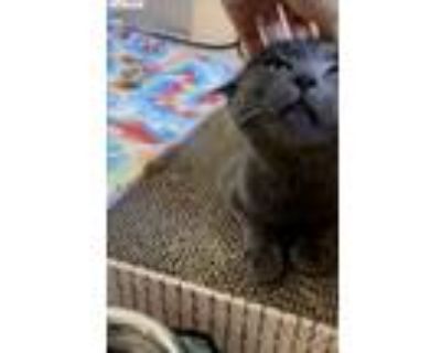 Adopt Kiki a Gray or Blue Domestic Shorthair / Mixed (short coat) cat in West