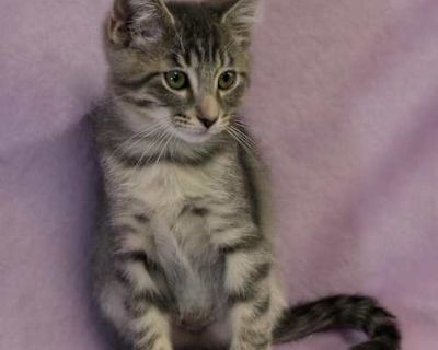 Hayden - Domestic Shorthair Male Cat for Adoption