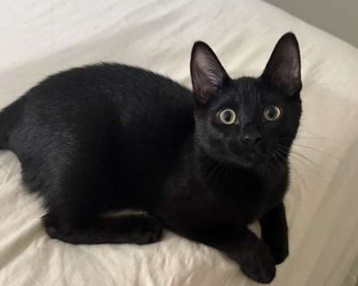 Child. Black (all). Hair: short. Microchipped. You can fill out an adoption application online on our official website. River is a playful, curious kitten who loves chasing toys, watching birds, and playing with both of his foster siblings.(Rebel the dog and Eloise the cat). He s not big on being held, but will happily snuggle in the bed when he s tired. Rever is the perfect mix of fun and swee...